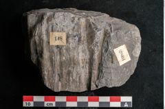 Foto (Detailansicht) von Sphenopteris trifoliata Brongniart (NHMW-GEO-2024-0188-10804)